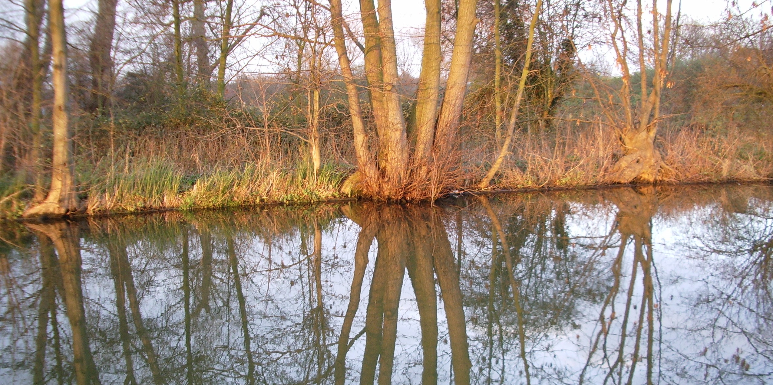 Trees reflected in a canal