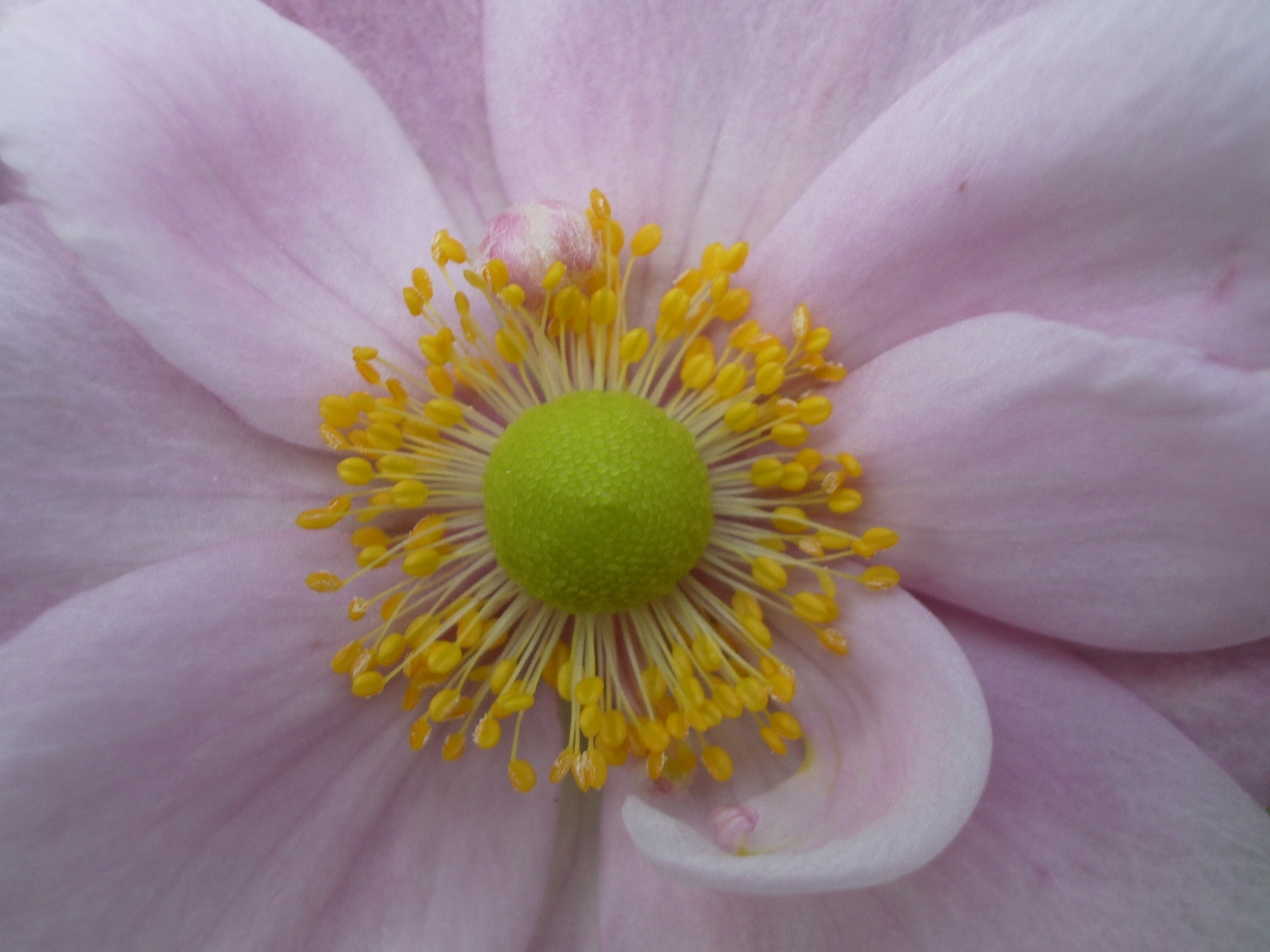 Centre of a flower blossom