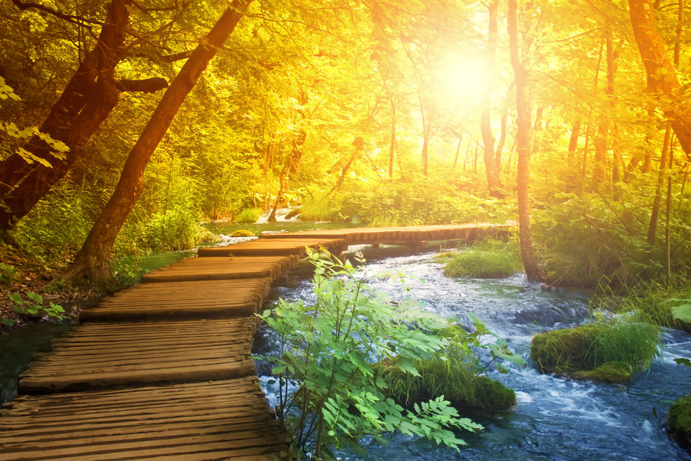 Pathway through a forest
