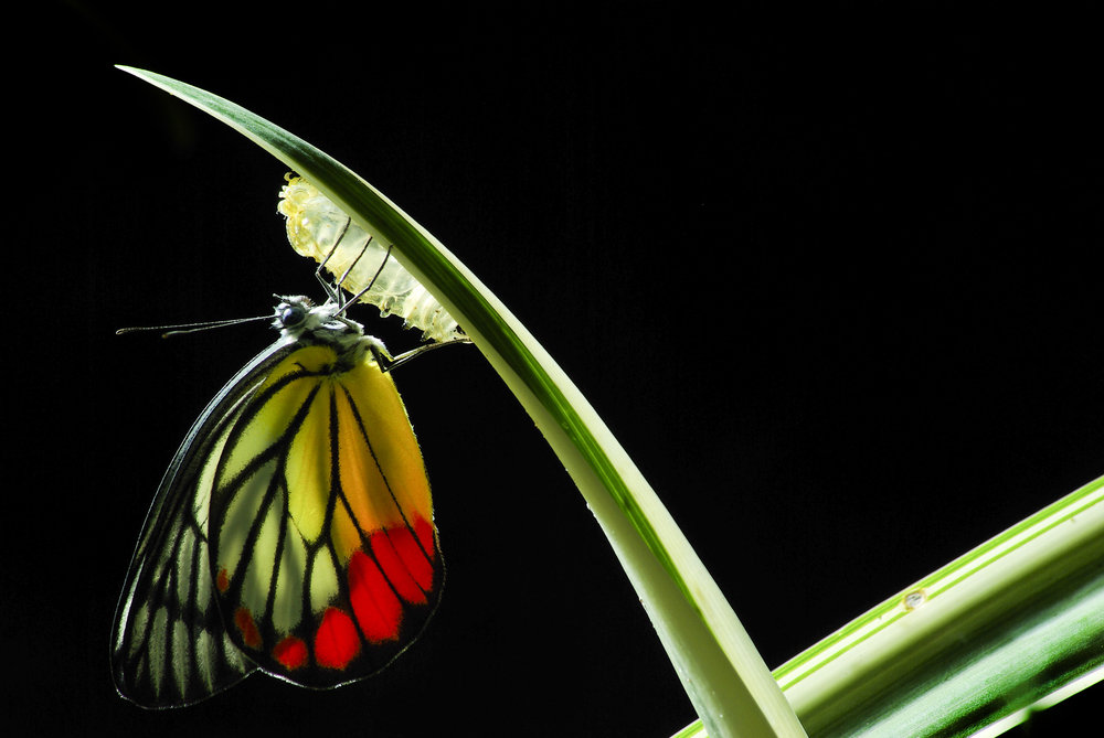 Butterfly emerging from a chrysalis to reflect transformation