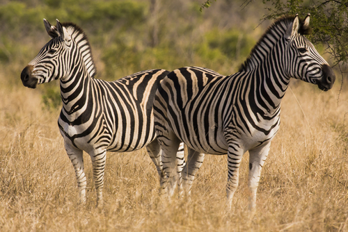 Two zebras in Kruger Park, South Africa
