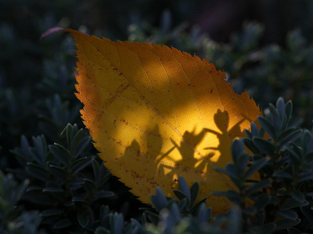 Yellow leaf
