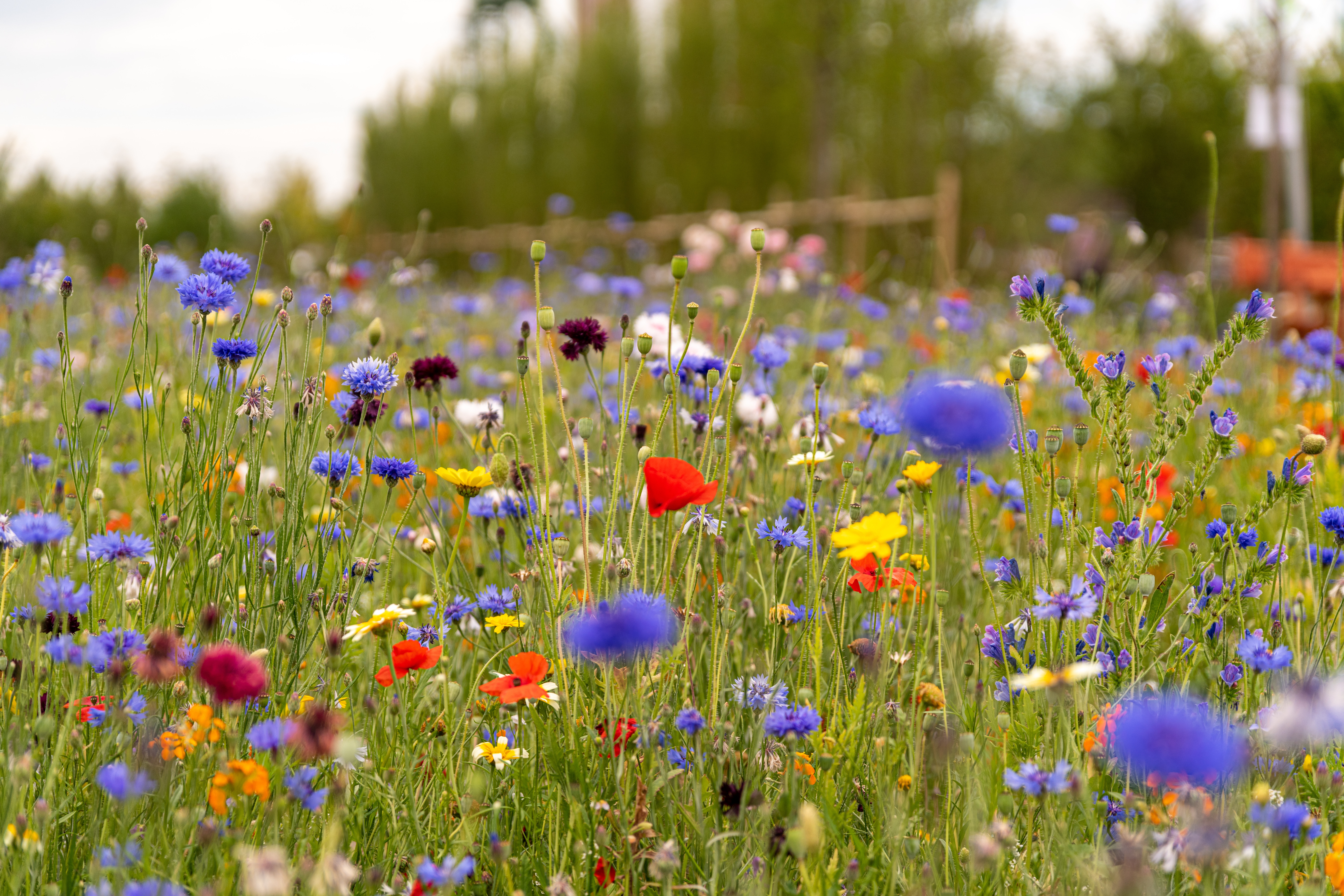 a meadow with purple, yellow, white and red flowers among green grass