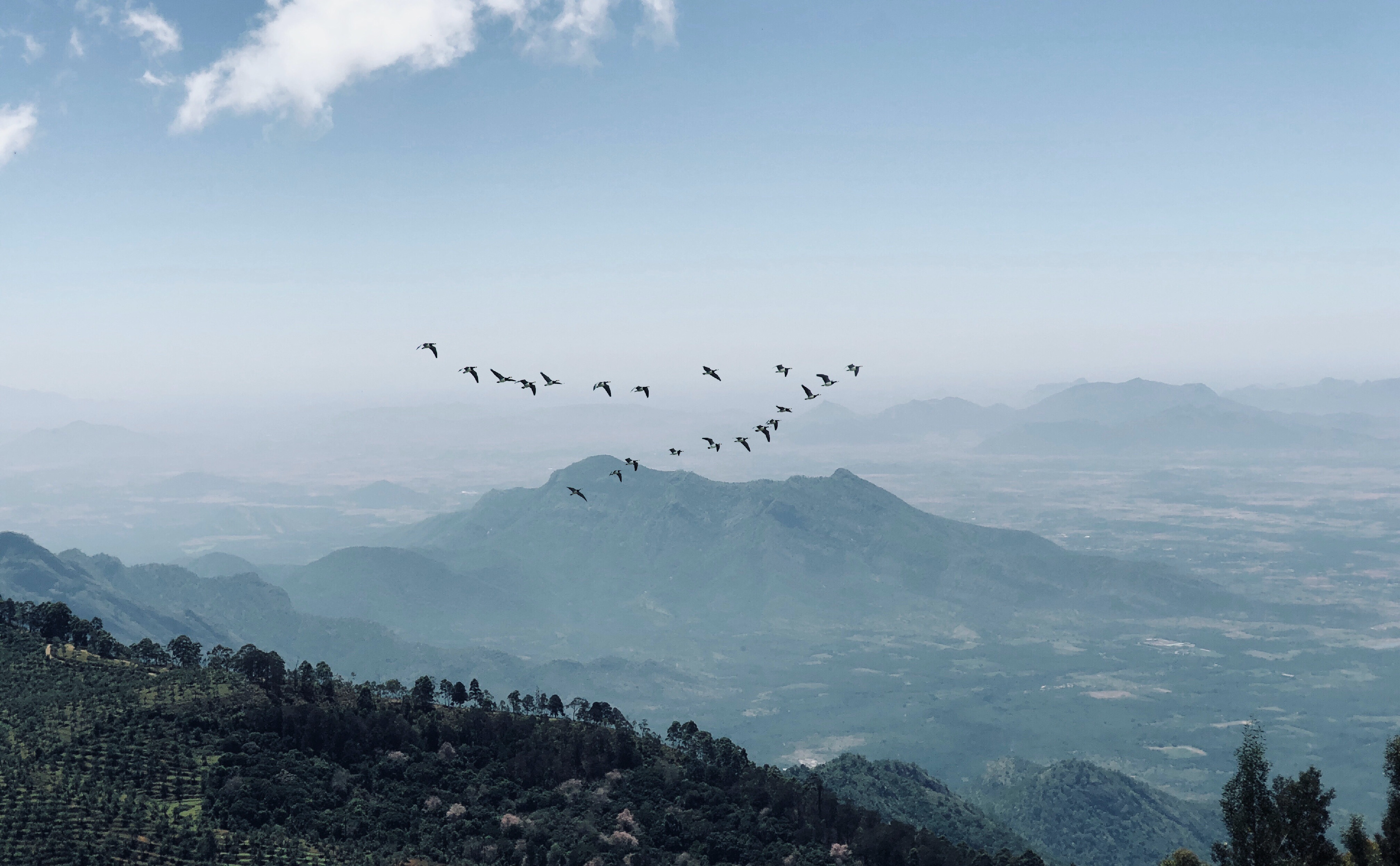 birds flying in a V formation over a mountainous landscape