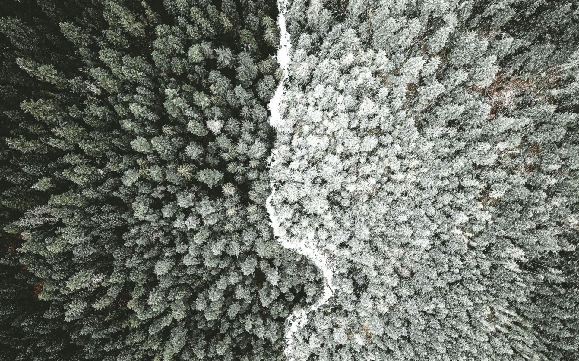 Trees of two different shade divided by a white line