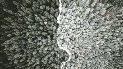 Trees of two different shade divided by a white line