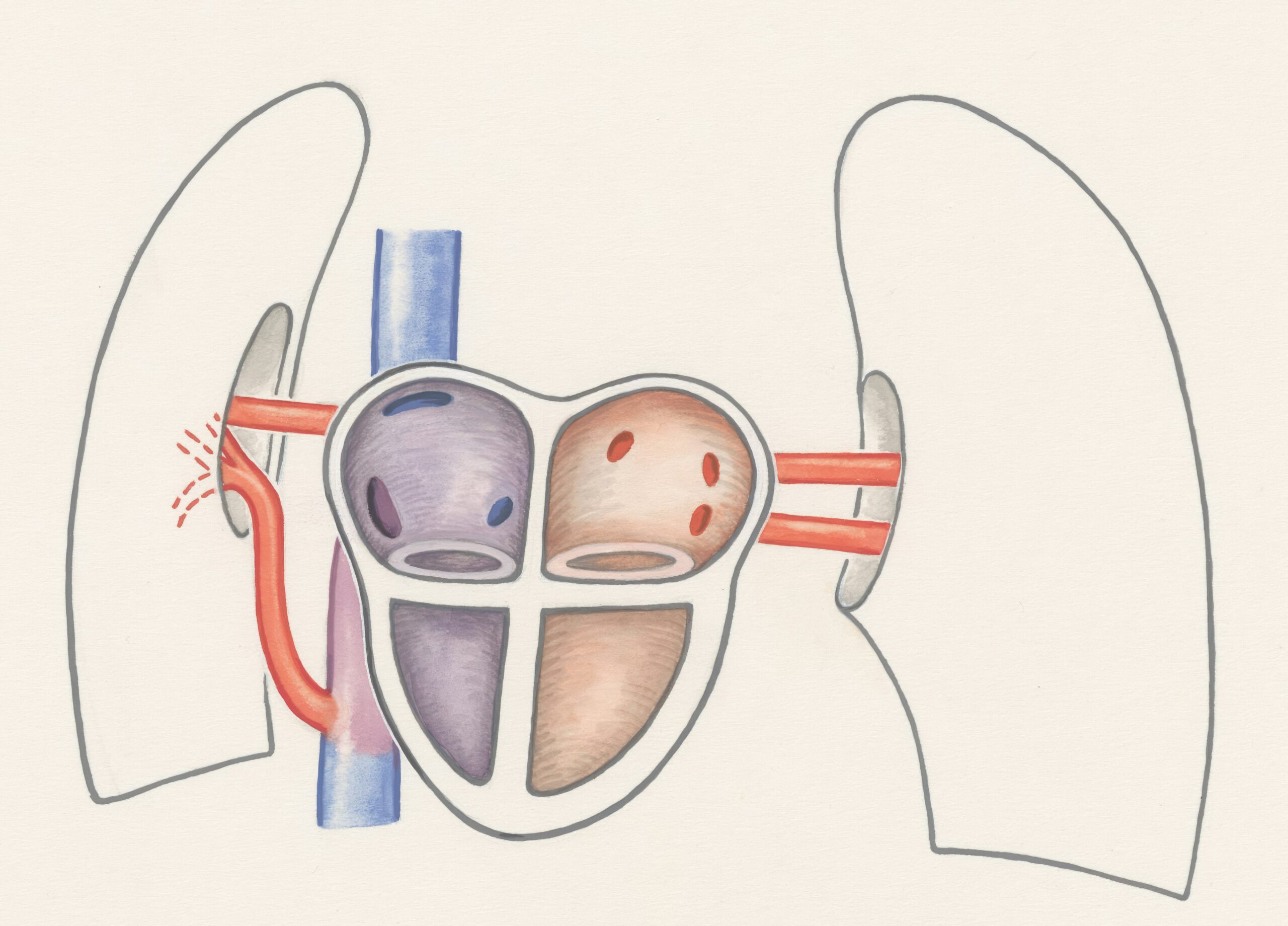 A drawn image of kidneys